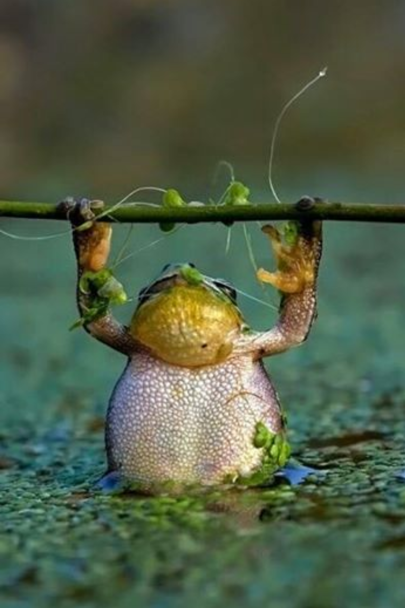 Een kikker die de lat hoog legt. Hij heeft last van perfectionisme.